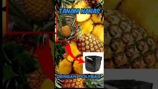 Menanan Nanas di Polybag 100 berhasil nanasmanis buahnanas pineapple [upl. by Arutek]