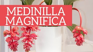 Medinilla magnifica lorchidea delle Filippine [upl. by Hplodnar]