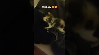 cat baby catlover funny cute kitten pets animals chat cutecat viralvideo viralshorts [upl. by Eledoya448]