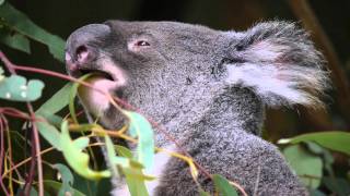 Koala Phascolarctos cinereus  Aschgrauer Beutelbär 4 [upl. by Enerod]