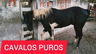 PESQUISA DE PREÇO DE CAVALO COM JOILSON  CAVALOS DE RAÇAS [upl. by Ettenawtna]