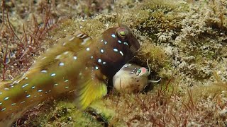 Watch Coolest Blenny Fish Romance Deep Water [upl. by Pogah538]