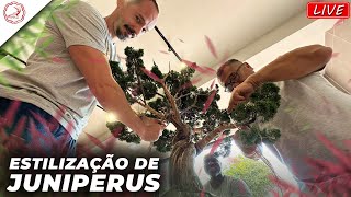 🌿🎥 Live Trabalhos de Quarta  Studio Bocabello Bonsai🌳 [upl. by Atikram195]