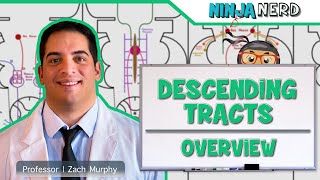 Neurology  Descending Tracts Overview [upl. by Mikal218]