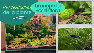 Limnophila sessiliflora  plante  aquarium eau douce [upl. by Oilegor]