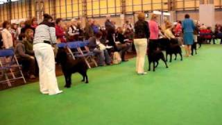 Crufts 2010  Flatcoated Retriever  Undergraduate Bitch Placings [upl. by Gherlein223]