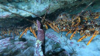 Southern Rock Lobsters living in there habitat [upl. by Erickson]