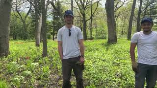 Oak Savannah Carex Inoculation Episode 206 [upl. by Gordan824]