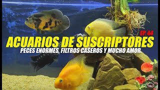 Acuarios de Licenciados  Ep 44 [upl. by Etep]