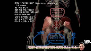 골반과 넙다리 근육볼기근 군  중둔근과 소둔근 Gluteus Medius and Minimus [upl. by Ttezzil]