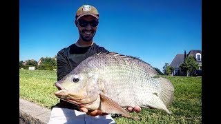 SIGHT FISHING for GIANT TILAPIA amp BLUEGILL  UNDERWATER FOOTAGE [upl. by Siravat]