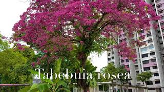 风铃木 Tabebuia rosea 2021 [upl. by Fulvi504]