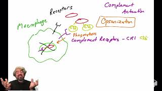 Opsonization and the complement system [upl. by Desiri]