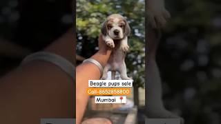 Beagle puppy sale in mumbai low price call8652858800 beagle [upl. by Nicolas925]