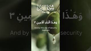 Surah AtTin with English Translation Ayat 15 The Fig part 1 Mishary Alafasy recitation [upl. by Ymaj]