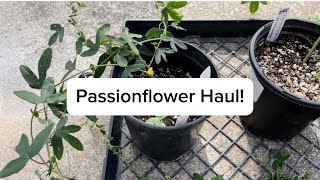 Passionflower Haul [upl. by Lekar704]