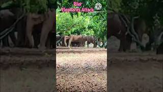 elephants attack piler tirupati chittoor viralvideo today ay [upl. by Teage]