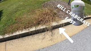 Killing crabgrass with Quinclorac 75 DF  Crabgrass identification vs Dallisgrass identification [upl. by Ydisac]