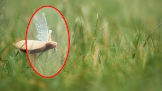 5 FAIRIES CAUGHT IN REAL LIFE 2018 [upl. by Bullis]