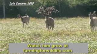 World Record Buck Largest Whitetail EVER [upl. by Anoel]