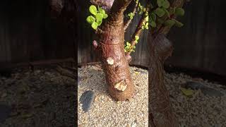 Portalcaria Afra spekboom tree cactusgarden cactusaddict plants succulent [upl. by Macswan272]