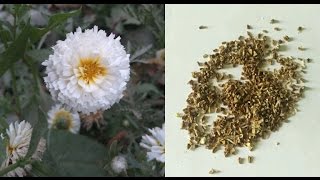 Collect Chrysenthemum Seeds  How to harvest Chrysenthemum Seed  English [upl. by Chas]