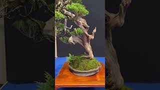 Trophy 2024 bonsai art livingart [upl. by Susy]