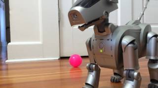 Sony Aibo ERS110 [upl. by Finkelstein829]