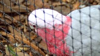 The Galah is a Crazy Bird [upl. by Weight]