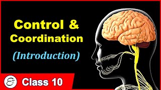 Control and Coordination 🧠  in Hindi for Class 10 [upl. by Ymled]