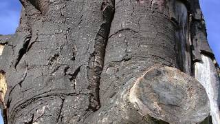 STILL STANDING STRONG  Tall pollarded TREE TRUNK has been left to slowly decay [upl. by Bordiuk]