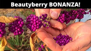 Beautyberry grow and eat a SPECTACULAR berry [upl. by Auot]