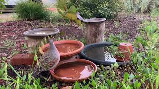 Bronzewing Pigeon Male [upl. by Aikyn]