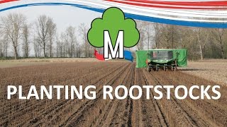 Planting rootstocks  Fruit tree nursery Morren [upl. by Enimrac]