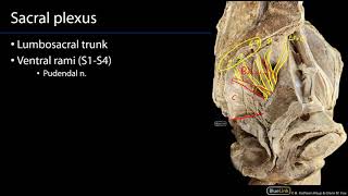 Sacral Plexus and Pudendal Nerve M1 Perineum SDV [upl. by Annovad]