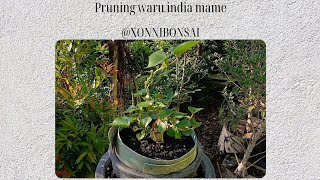 Pruning Waru India Mame setelah 1 bulan di 0 kan  XONNI BONSAI [upl. by Corabelle]