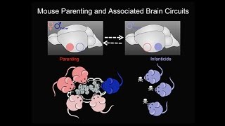 The Neurobiology of the Parental Brain [upl. by Bostow]