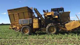 OXBOPixall Big Jack Bean Harvester [upl. by Kcajyllib]