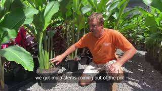 How to Grow Stunning Heliconias [upl. by Starobin]