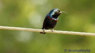 Purple Sunbird  Courtship Song amp Acts [upl. by Akinad]