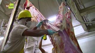 Industrialización de la Carne Frigoríficos  TvAgro por Juan Gonzalo Angel [upl. by Nyleda]