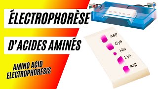 ✅Comment réaliser une électrophorèse des acides aminés [upl. by Yllaw934]