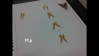 اسهل طريقة لشرح زوائد الجمبري علوم بنها  Appendages of The prawn Penaeus japonicus [upl. by Ahsead]