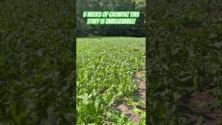 🌿FASTEST growing food plot seed for deer hunting deerhunting foodplots [upl. by Nbi]