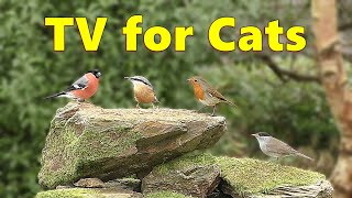 Birds for Cats to Watch  Cat TV Delight ⭐ 8 HOURS ⭐ [upl. by Nyroc300]