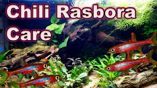 A Tiny Little MUST Have Fish Chili Rasbora Care and Breeding [upl. by Marney671]