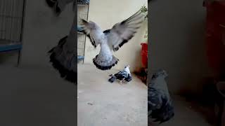 Kabutar status video 🕊️💯pigeonlover kabootar status shorts kabutarlover kabutarlover birds [upl. by Bitthia]