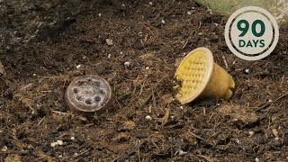 From Grounds to Growth The Remarkable Transformation in a Coffee Composting TimeLapse [upl. by Lerrej]