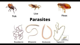 Understanding Parasite Infections Causes Symptoms Treatment and Prevention [upl. by Berry689]