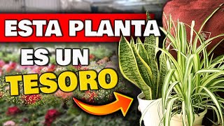 Si TIENES ESTAS PLANTAS cuídalas MUY BIEN  Son UN TESORO en CASA  Plantas de Interior Sombra [upl. by Annodahs]